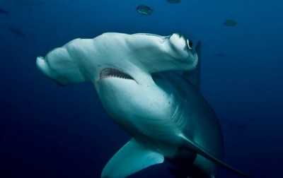 requin-marteau.jpg