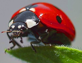 290px-Coccinelle_(1).jpg