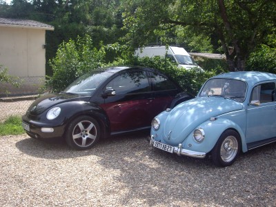 cox et ma beetle